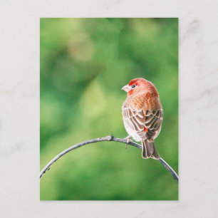 Postal de Aves Naturales de Finch