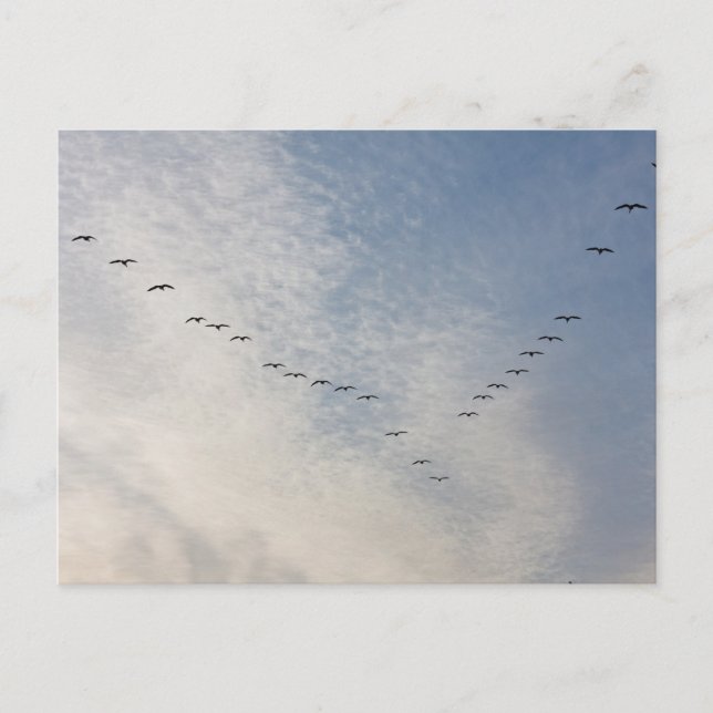 postal de aves voladoras (Anverso)