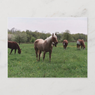 Postal de azúcar, cielo, Lady y Harley