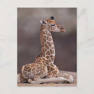 Postal de Baby Giraffe