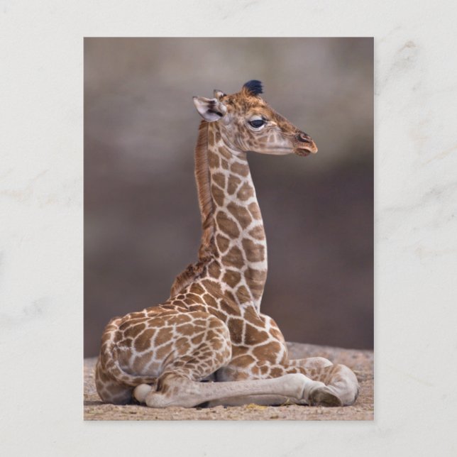 Postal de Baby Giraffe (Anverso)