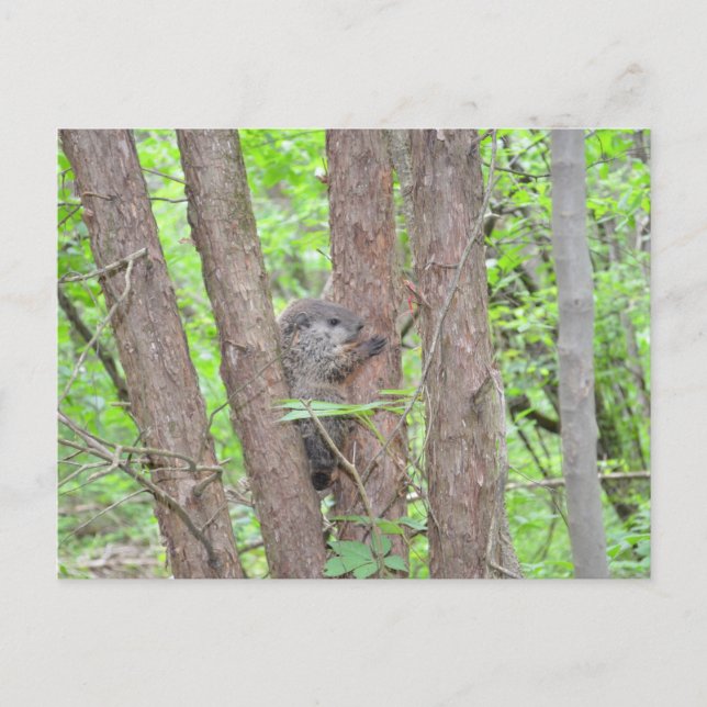 Postal de Baby Groundhog (Anverso)