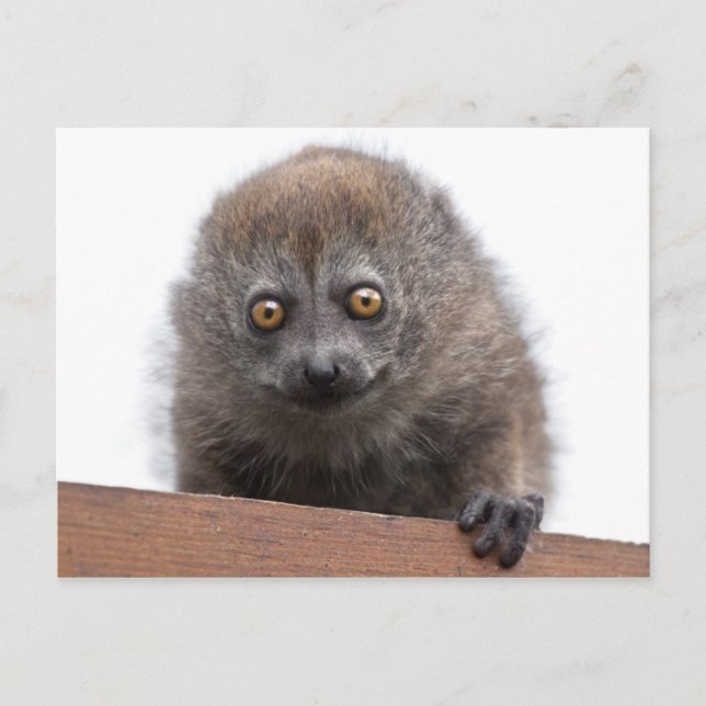 Postal de Baby Lemur (Anverso)