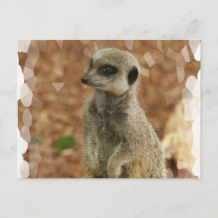 Postal de Baby Meerkat