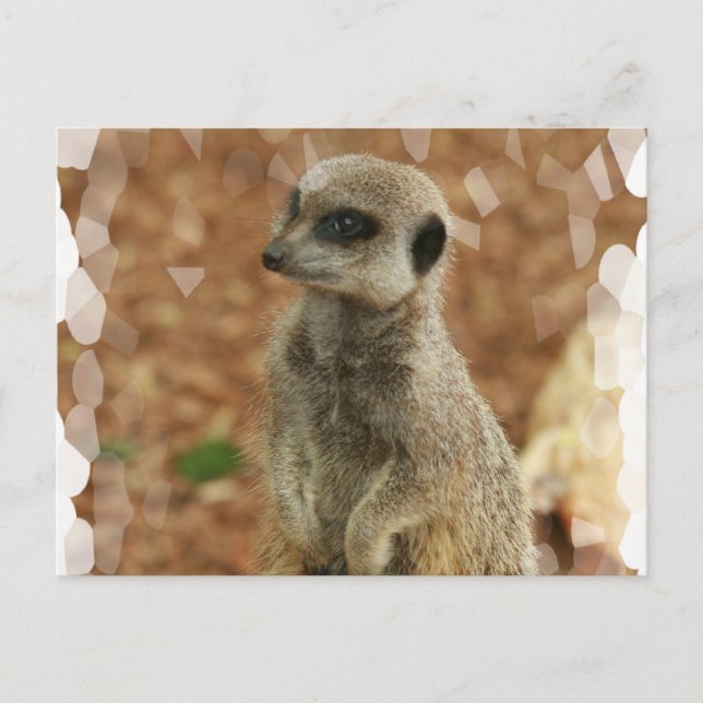 Postal de Baby Meerkat (Anverso)