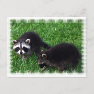 Postal de Baby Raccoons