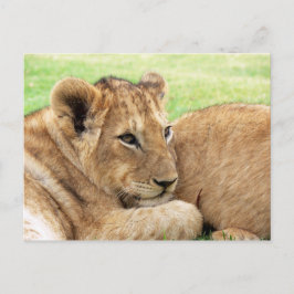 Postal de Baby Tiger
