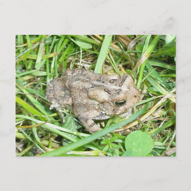 Postal de Baby Toad (Anverso)