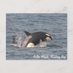 Postal de ballena asesina (Orca)