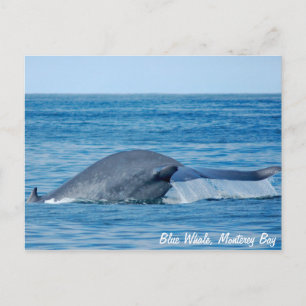 Postal de ballena azul