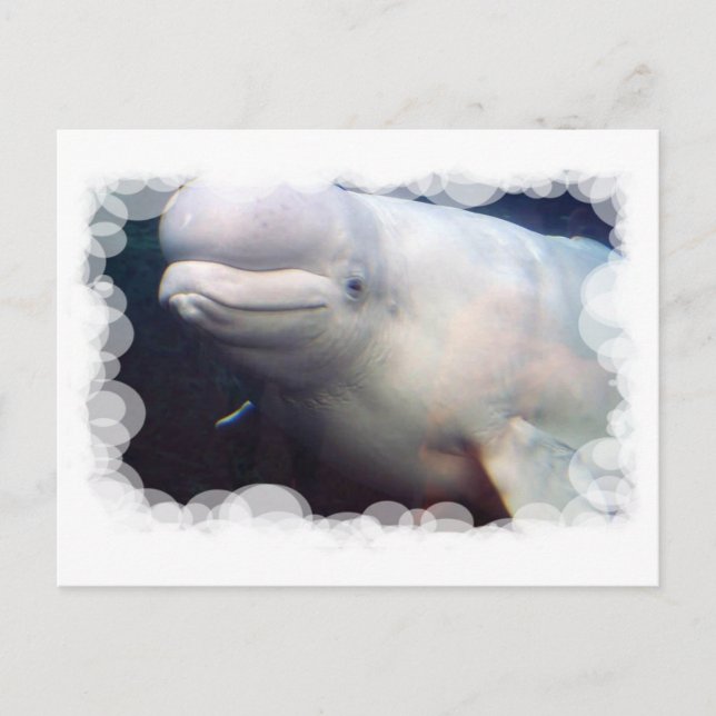 Postal de ballena Cute Beluga (Anverso)