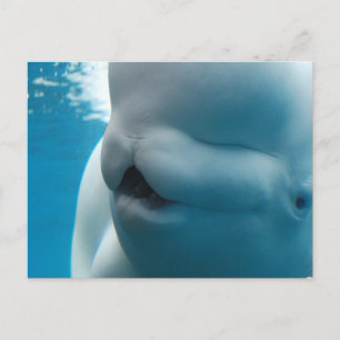 Postal de ballena de Beluga