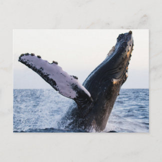 Postal de ballena jorobada