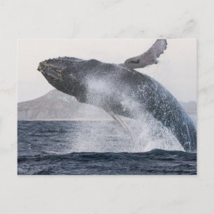 Postal de ballena jorobada