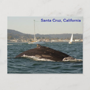 Postal de ballena jorobada de Santa Cruz