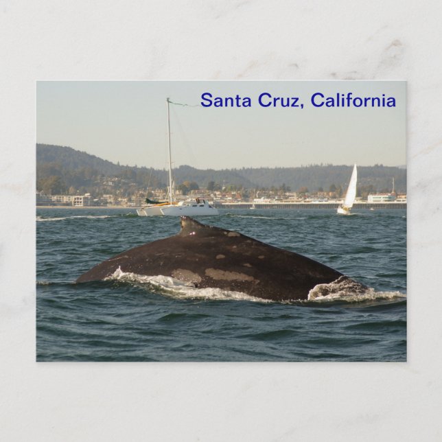 Postal de ballena jorobada de Santa Cruz (Anverso)