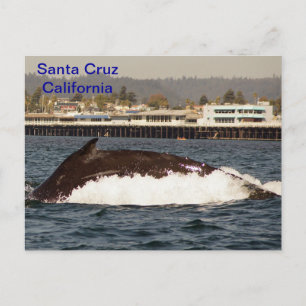postal de ballenas jorobadas de Santa Cruz, Califo