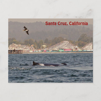 postal de ballenas jorobadas de Santa Cruz, Califo