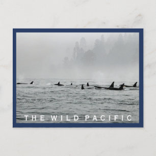 Postal de ballenas que pasan