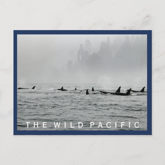 Postal de ballenas que pasan (Anverso)