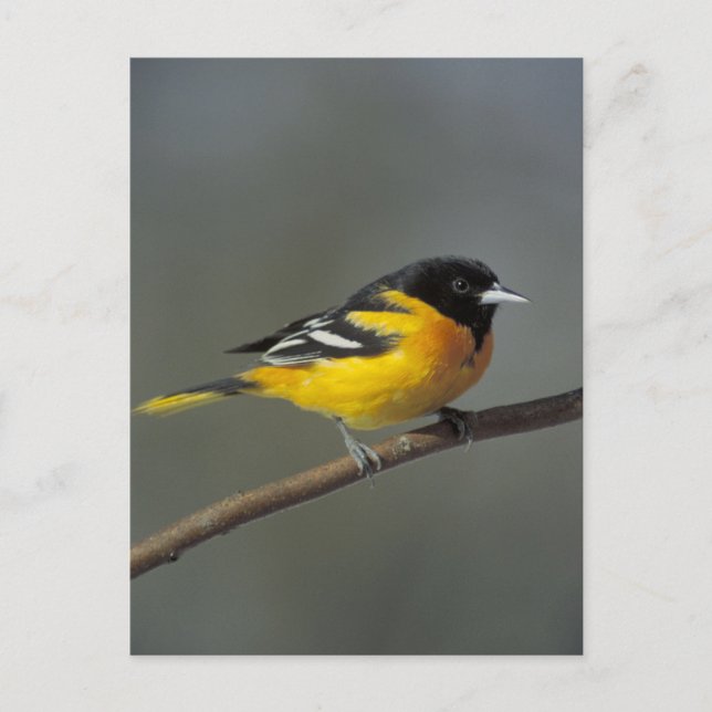 postal de baltimore oriole (Anverso)