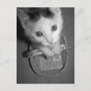 postal de bambam kitty