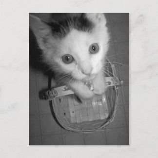 postal de bambam kitty