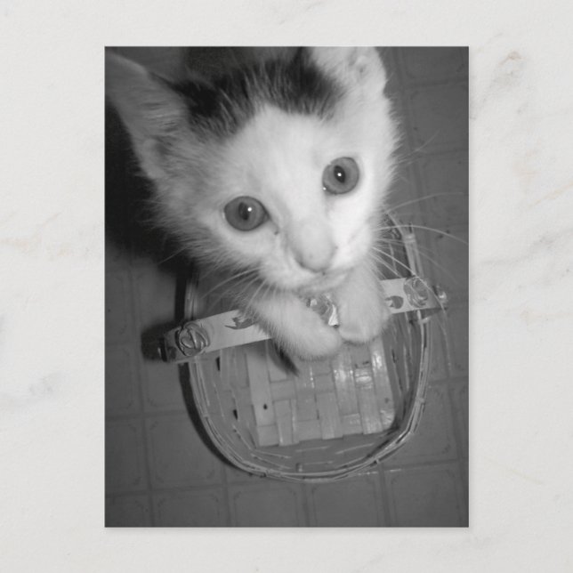 postal de bambam kitty (Anverso)