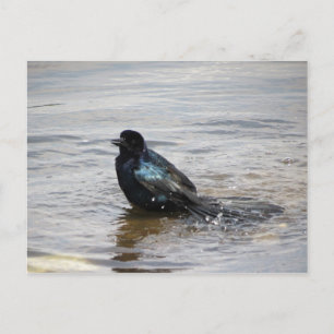 Postal de baño de aves