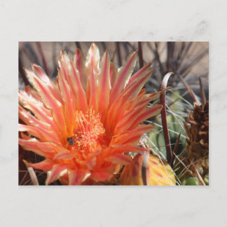 Postal de Barrel Cactus