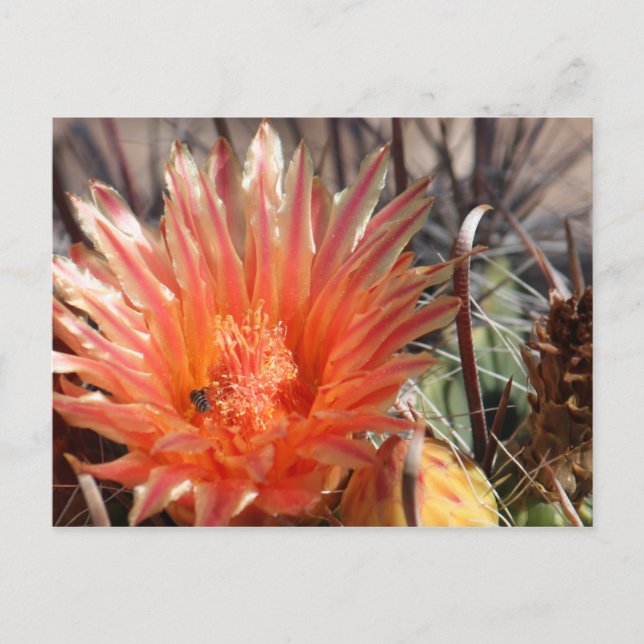 Postal de Barrel Cactus (Anverso)