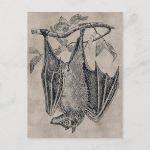 Postal de Bat de Vintage