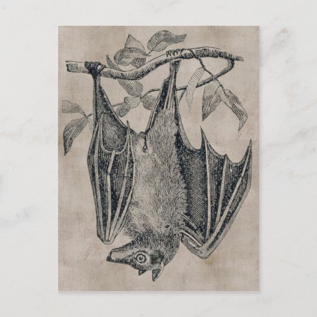 Postal de Bat de Vintage (Anverso)