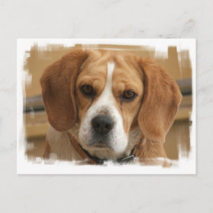 Postal de Beagle Pictures