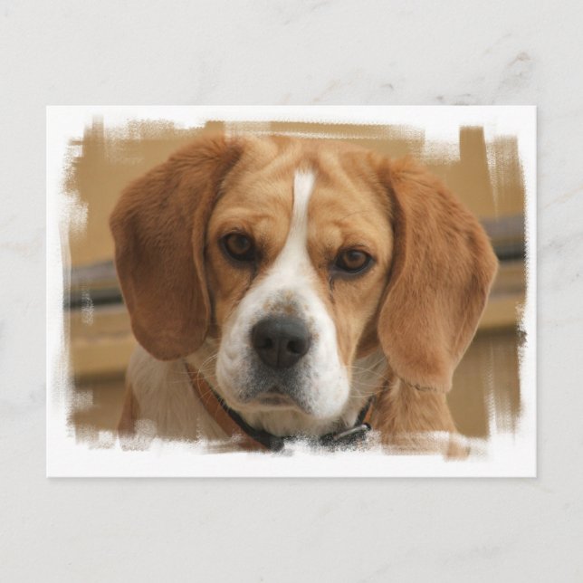 Postal de Beagle Pictures (Anverso)