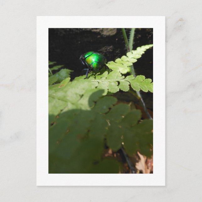 Postal de Beatle brillante (Anverso)