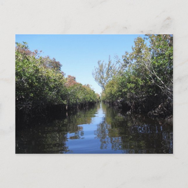 Postal de Beau Florida Everglades (Anverso)