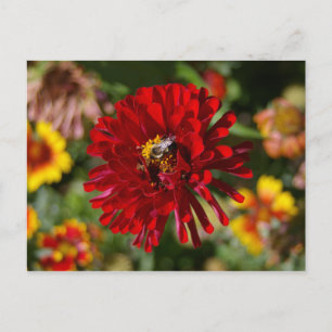 Postal de Bee and Red Zinnia
