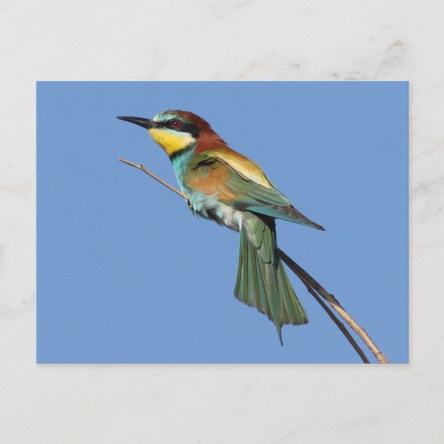 Postal de Bee-eater (Anverso)