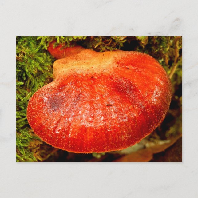 Postal de Beefsteak Fungus (Anverso)