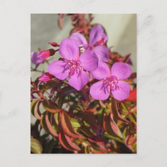 Postal de Begonias, personalizar (Anverso)