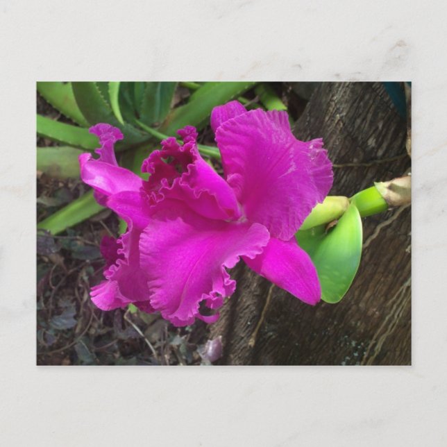 Postal de belleza (Anverso)