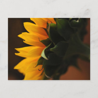 Postal de belleza inusual (girasol)