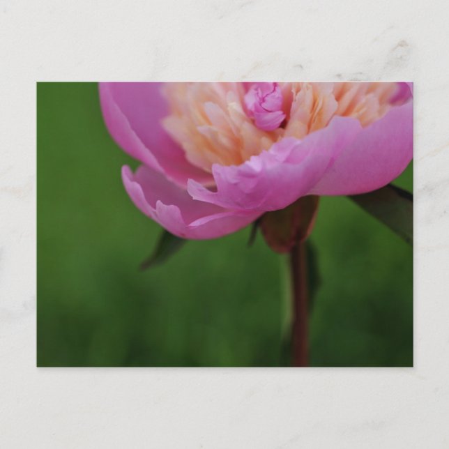 Postal de belleza inusual (peony) (Anverso)