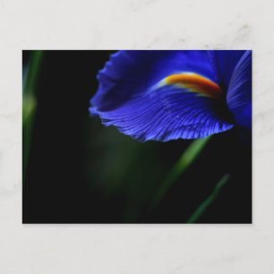 Postal de belleza poco común (iris)
