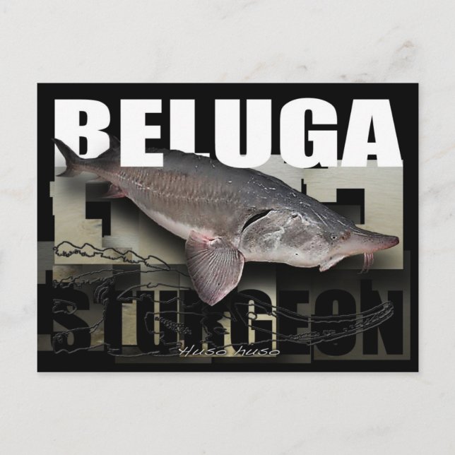 Postal de Beluga Sturgeon (Anverso)