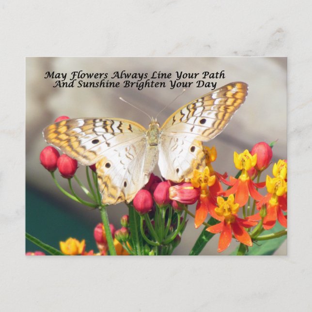 Postal de bendición irlandesa (pavo real blanco) (Anverso)