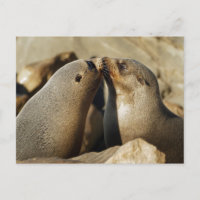 Postal de besa de dos focas