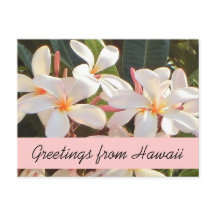 Postal de bienvenida con flor rosa plumeria Hawaii