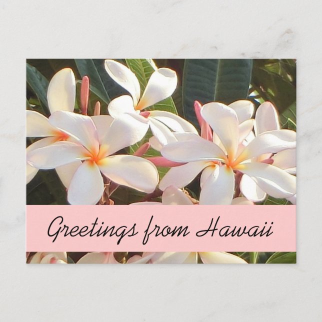 Postal de bienvenida con flor rosa plumeria Hawaii (Anverso)